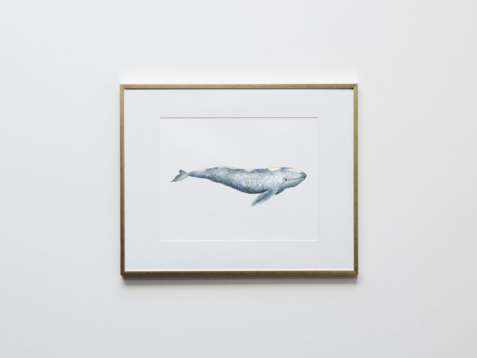 Gray Whale Watercolor Illustration Print