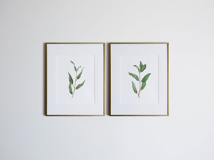 Watercolor Botanicals Set of Two Willow Prints