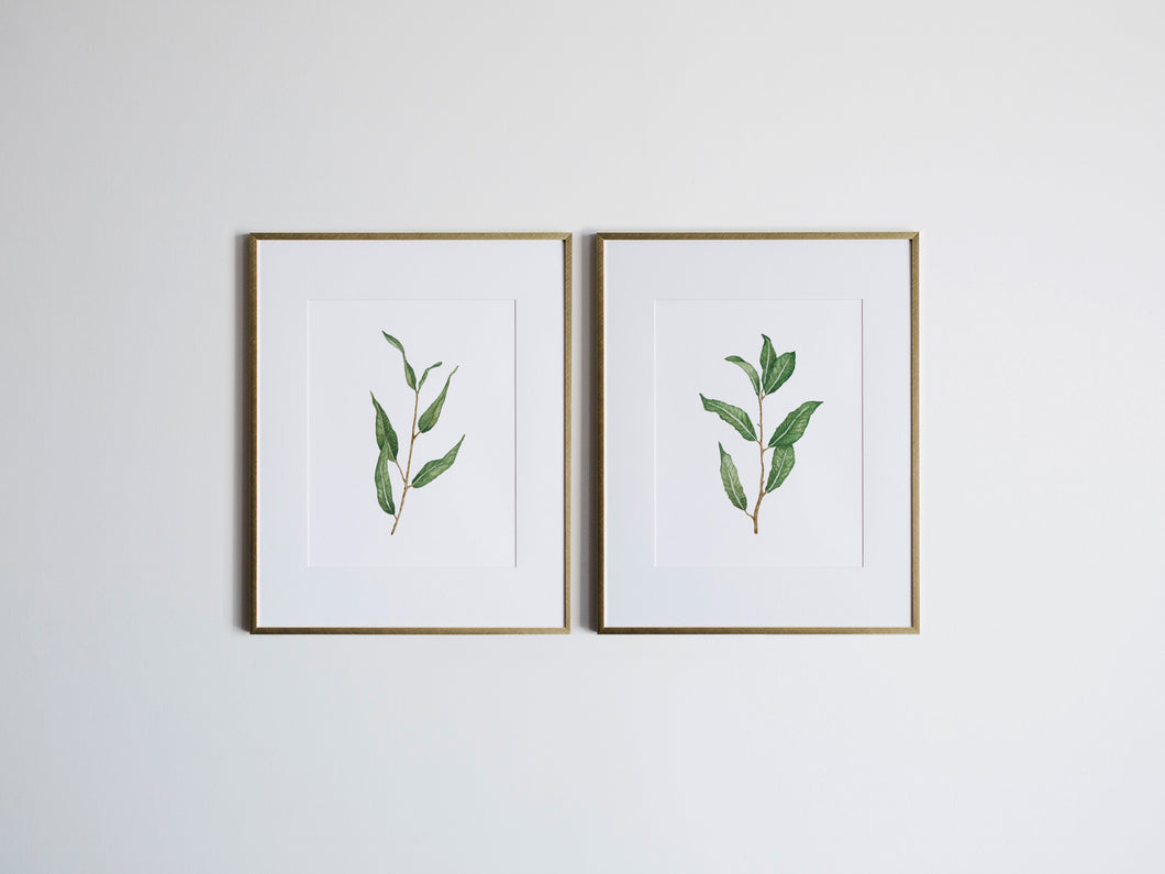 Watercolor Botanicals Set of Two Willow Prints